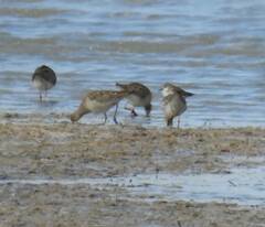 Calidris pugnax