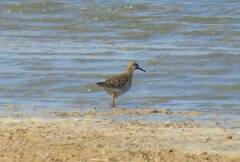 Calidris pugnax