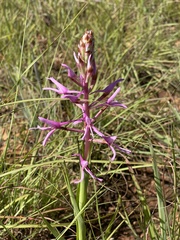 Disa nervosa