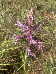 Disa nervosa