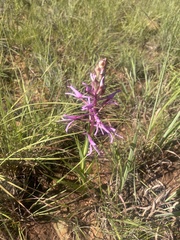 Disa nervosa