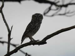 Athene noctua