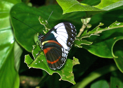 Heliconius cydno