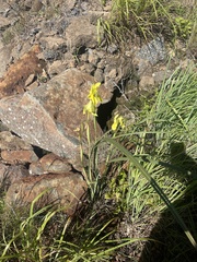 Moraea spathulata