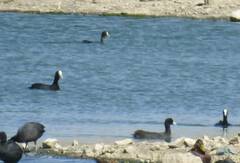 Fulica atra