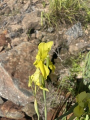 Moraea spathulata