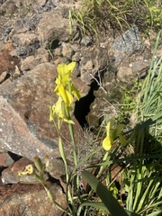 Moraea spathulata