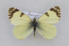 Euchloe penia