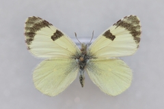 Euchloe penia