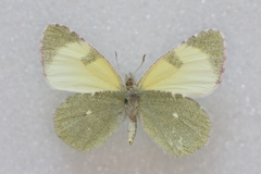 Euchloe penia