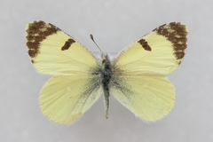 Euchloe penia