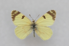 Euchloe penia