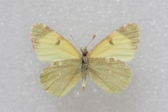Euchloe penia