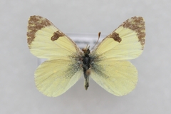 Euchloe penia