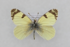 Euchloe penia