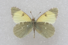 Euchloe penia