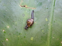 Ovachlamys fulgens