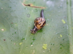 Ovachlamys fulgens