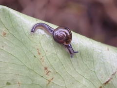 Ovachlamys fulgens