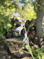 Gladiolus serpenticola