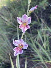 Gladiolus serpenticola