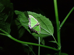 Agathia laetata