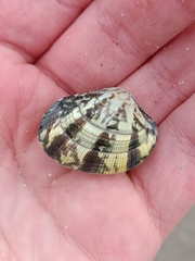 Ruditapes decussatus