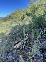 Gladiolus serpenticola