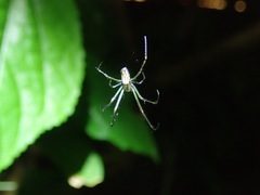 Leucauge celebesiana