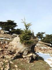 Cedrus atlantica