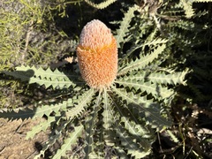 Banksia victoriae