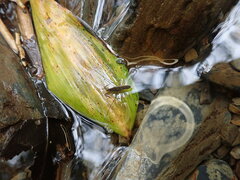 Gerris gracilicornis