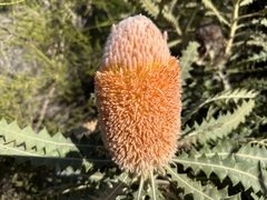 Banksia victoriae