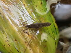 Gerris gracilicornis