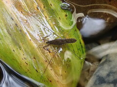 Gerris gracilicornis