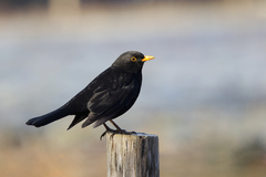 Turdus merula