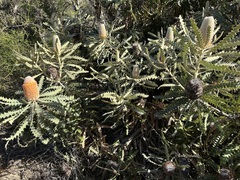 Banksia victoriae