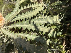 Banksia victoriae