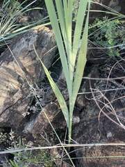 Gladiolus serpenticola