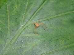 Heteropodinae