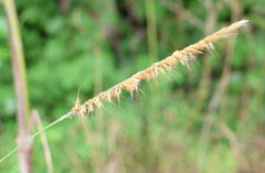 Cenchrus polystachios