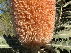 Banksia victoriae