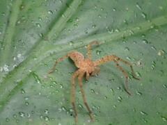 Heteropodinae