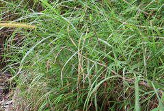 Cenchrus polystachios