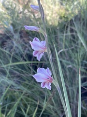 Gladiolus serpenticola