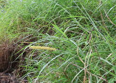 Cenchrus polystachios