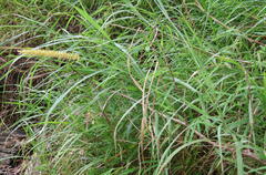 Cenchrus polystachios