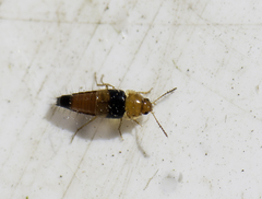 Tachyporus obtusus