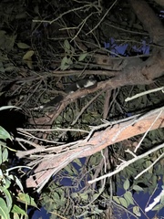 Pseudocheirus peregrinus convolutor