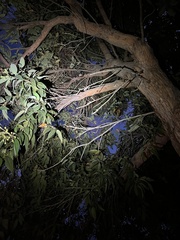 Pseudocheirus peregrinus convolutor